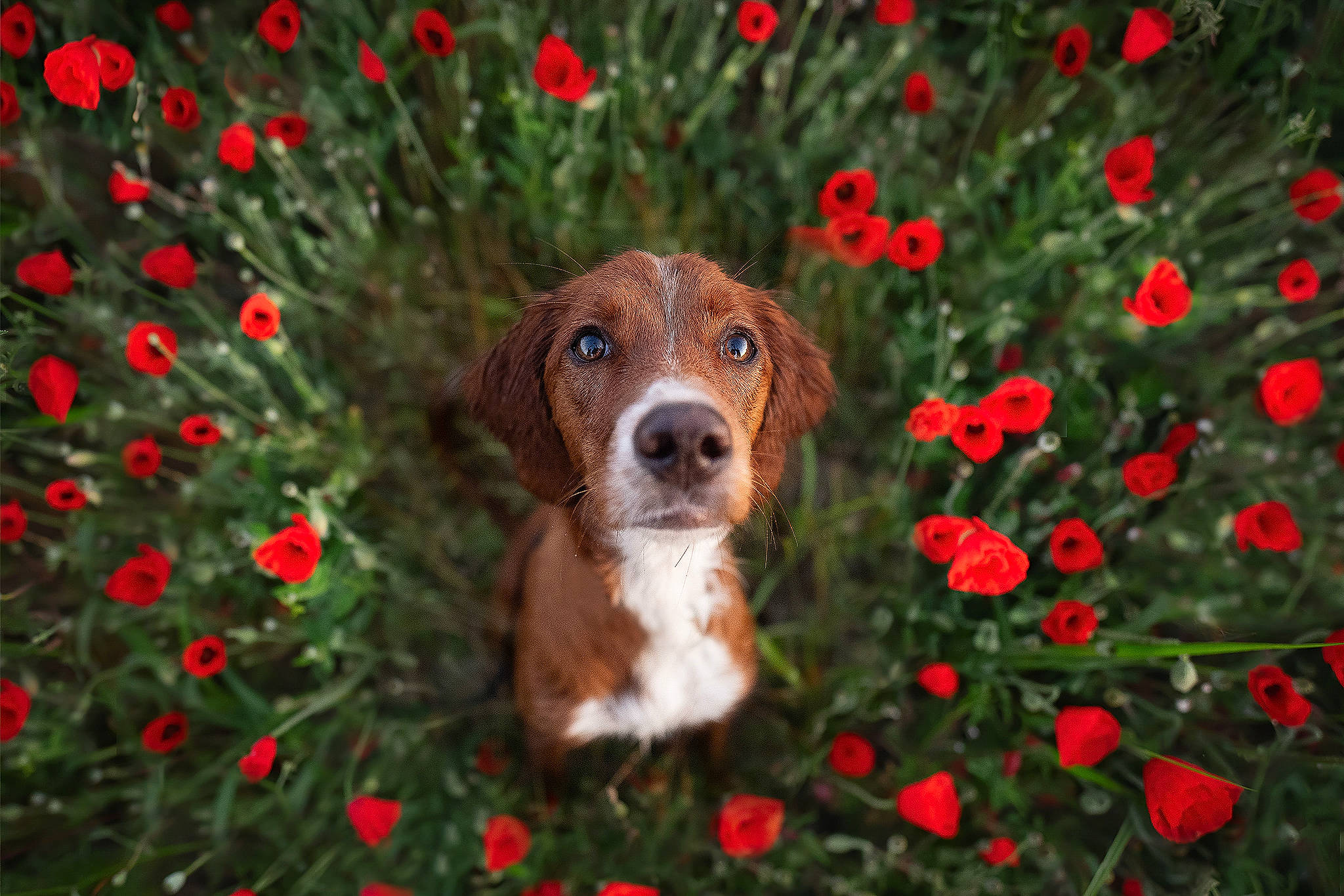 Roxie participe au concours pour gagner de l'argent avec cette photo : annual_plant, canidae, carnivore, companion_dog, coquelicot, dog, dog_breed, fawn, flower, grass, groundcover, hound, liver, people_in_nature, petal, plant, snout, sporting_group, terrestrial_animal, working_animal