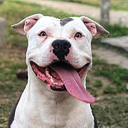 Pixel a rejoint le concours — aidez-le/la à gagner de superbes lots ! animal, bodypart, boxer, bulldog, canine, dog, face, grass, head, nature, outdoors, person, pet, photography, pitbull, plant, portrait, puppy, tree, whitedog