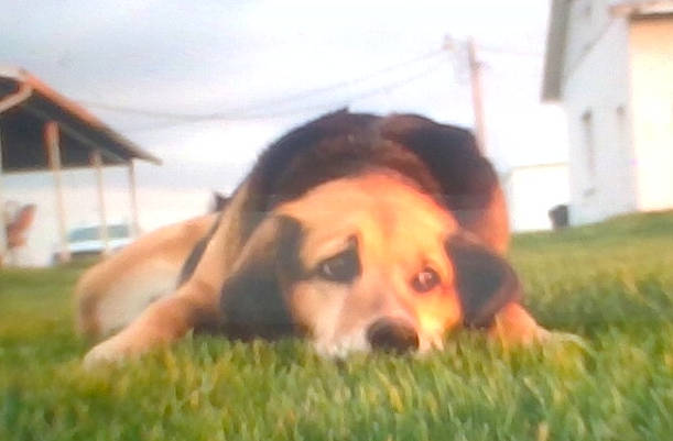 Kate joined the competition — help win amazing prizes! basset_hound, beagle, canidae, carnivore, companion_dog, dog, dog_breed, ear, grass, hound, mammal, nose, snout, sporting_group, vertebrate