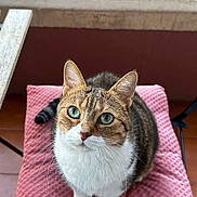 Loca a rejoint le concours — aidez-le/la à gagner de superbes lots ! cat, tabby, white_chest, green_eyes, animal, pet, sitting, chair, pink_cushion, balcony, window, plant, terracotta_tiles, indoor, portrait, fur, whiskers, ears, looking_at_camera, cute