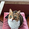 cat, tabby, white_chest, green_eyes, animal, pet, sitting, chair, pink_cushion, balcony, window, plant, terracotta_tiles, indoor, portrait, fur, whiskers, ears, looking_at_camera, cute