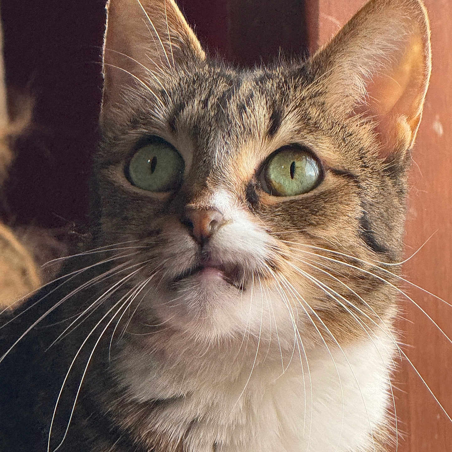 Tracy is registered to the contest to win money with this photo: animal, cat, close_up, curious, cute, domestic_cat, ears, face, feline, fur, green_eyes, indoor, looking, muzzle, pet, portrait, soft_background, tabby, warm_light, whiskers