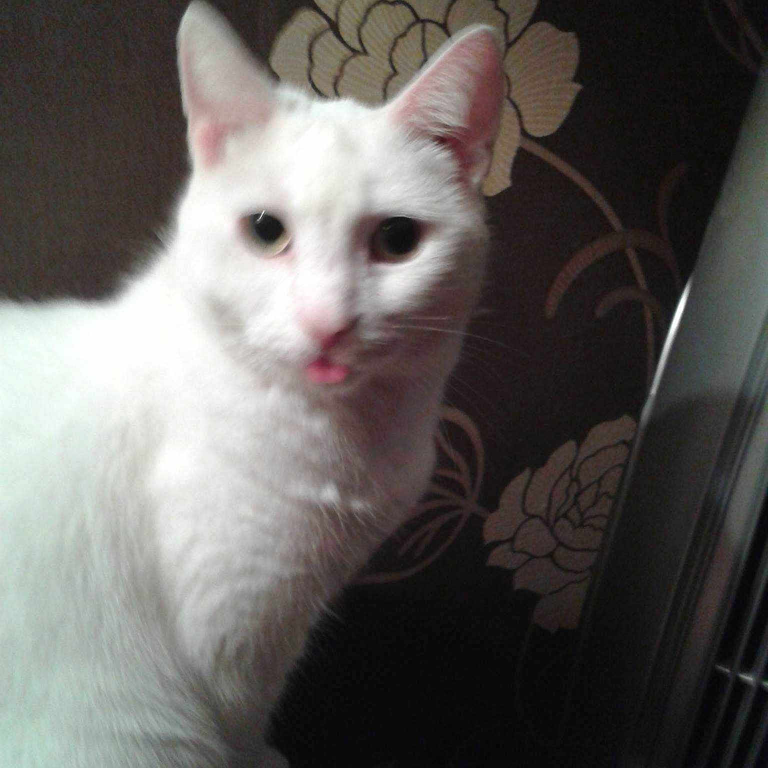 Snowball