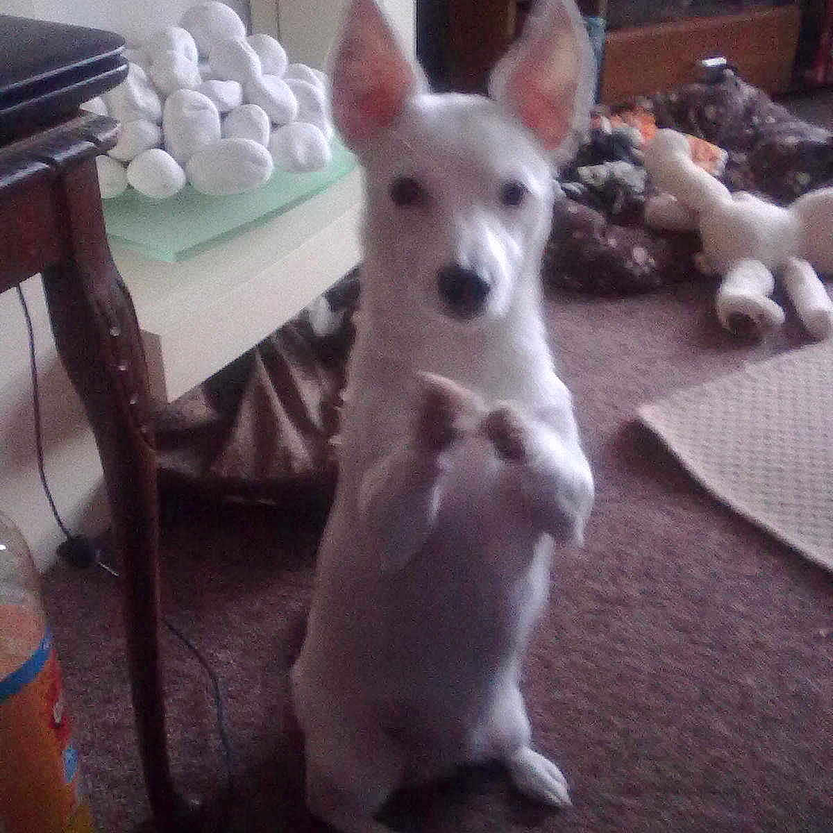 Precious