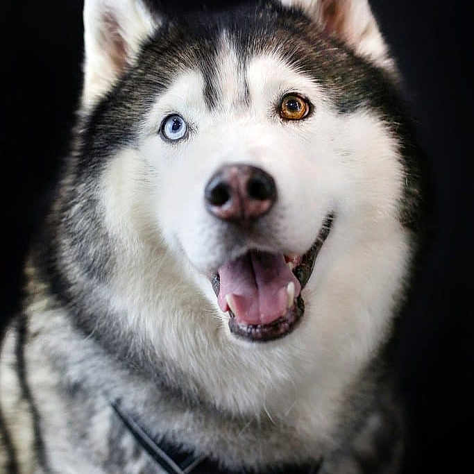 Lucky participe au concours pour gagner de l'argent avec cette photo : animal, ball, bodypart, canine, dog, eskimodog, football, husky, mouth, person, pet, puppy, snout, soccer, soccerball, sport, tongue, whitedog, wolf