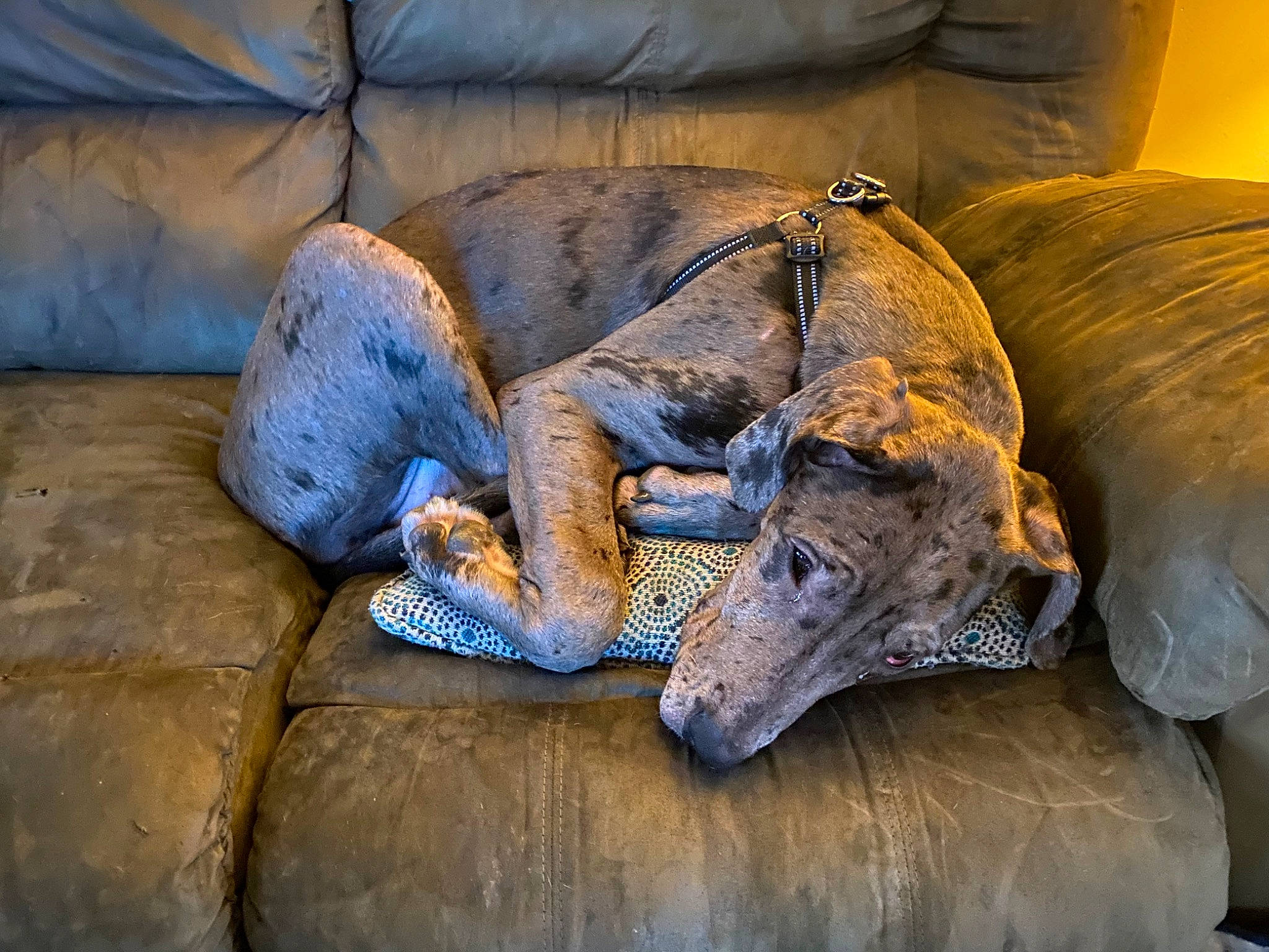 Arlo joined the competition — help win amazing prizes! canidae, carnivore, claw, comfort, companion_dog, couch, dog, dog_breed, fawn, fur, grey, guard_dog, jaw, sighthound, snout, sporting_group, terrestrial_animal, whiskers, wildlife, working_animal