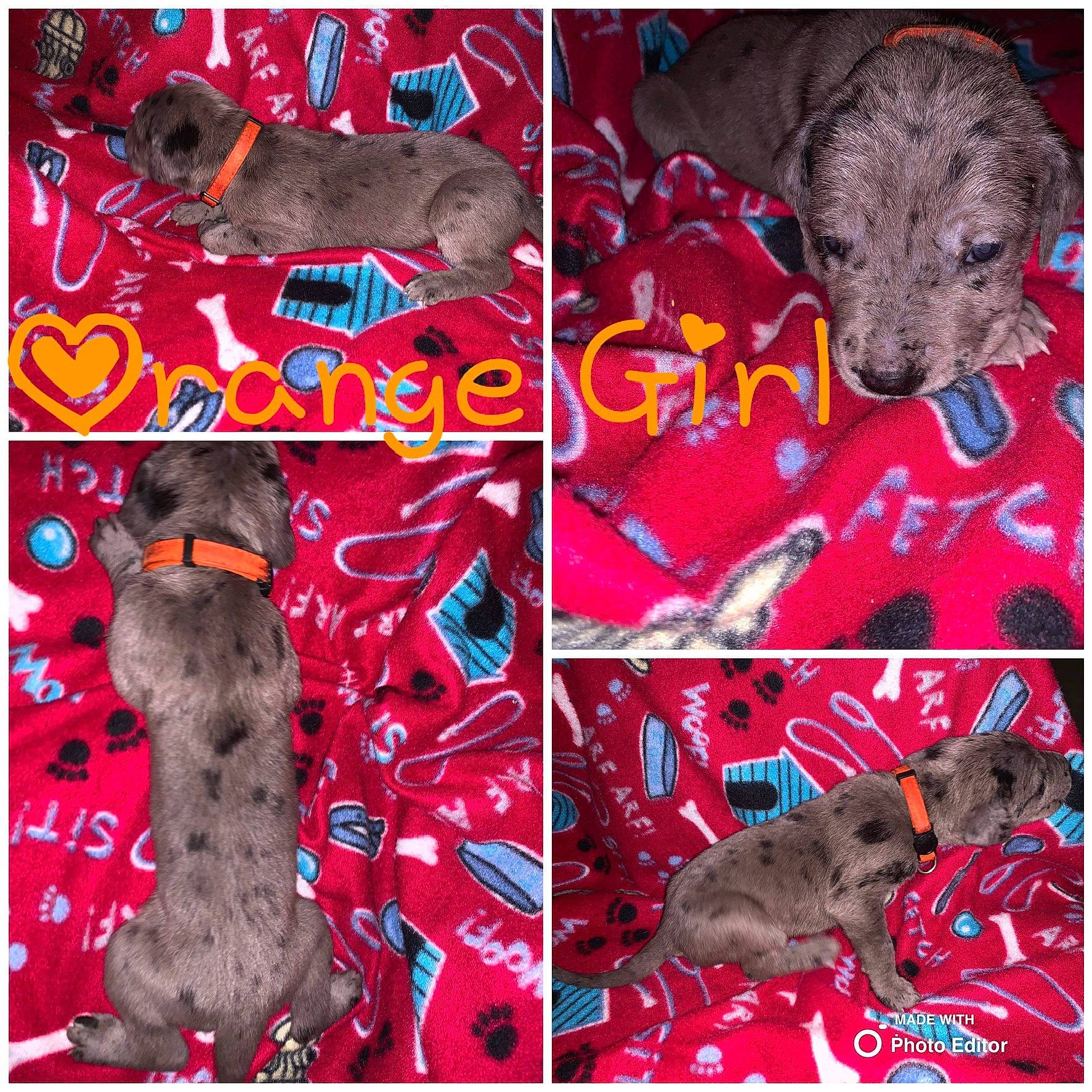 Arlo joined the competition — help win amazing prizes! art, carnivore, collage, companion_dog, dog, dog_breed, dog_supply, fawn, font, liver, magenta, mammal, pattern, pet_supply, photograph, red, snout, sporting_group, vertebrate, working_animal