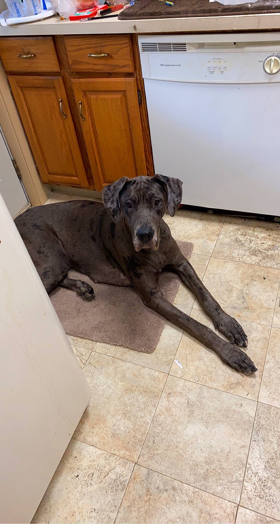 Arlo joined the competition — help win amazing prizes! cabinetry, canidae, carnivore, companion_dog, dog, dog_breed, door, fawn, floor, flooring, grey, hardwood, home_door, kitchen_appliance, snout, sporting_group, tail, terrestrial_animal, wood, working_animal