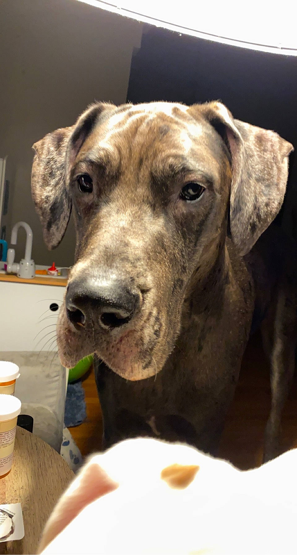 Arlo is registered to the contest to win money with this photo: ancient_dog_breeds, canidae, carnivore, collar, companion_dog, dog, dog_breed, dog_collar, fawn, fur, guard_dog, hunting_dog, liver, non_sporting_group, pet_supply, snout, sporting_group, whiskers, working_animal, working_dog