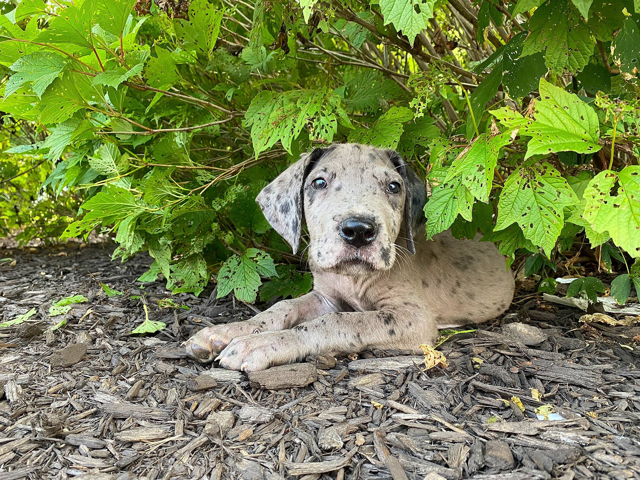 Arlo joined the competition — help win amazing prizes! art, canidae, carnivore, companion_dog, dog, dog_breed, fawn, grass, groundcover, plant, plant_community, rock, sculpture, snout, soil, sporting_group, statue, terrestrial_animal, wildlife, working_animal