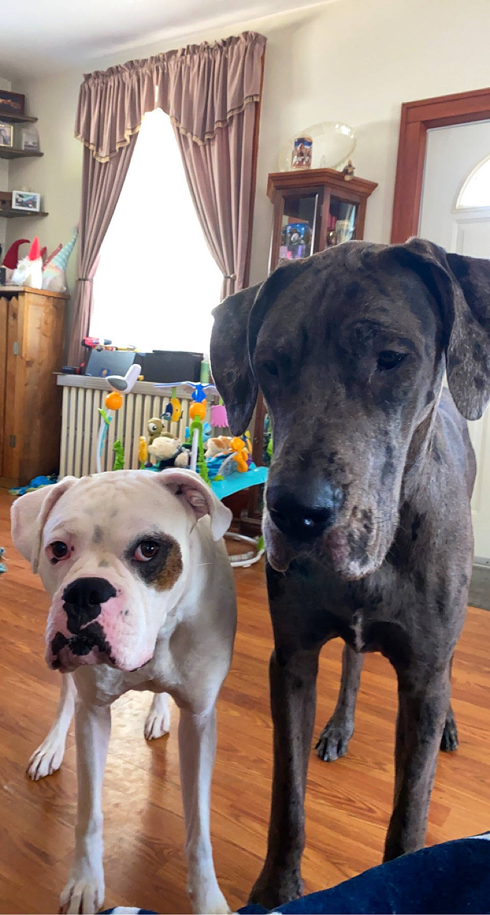 Dobby is registered to the contest to win money with this photo: blue, carnivore, collar, companion_dog, curtain, dog, dog_breed, dog_collar, fawn, flooring, hardwood, lamp, mammal, pet_supply, picture_frame, snout, sporting_group, window, wood, working_animal