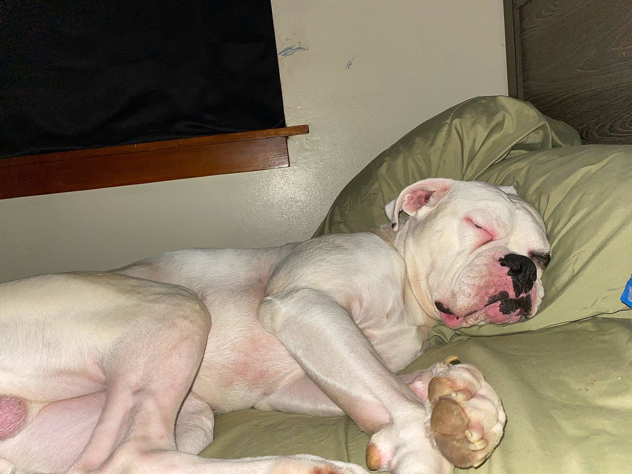Dobby joined the competition — help win amazing prizes! carnivore, chest, comfort, companion_dog, couch, dog, dog_breed, dog_supply, fawn, flesh, foot, linens, non_sporting_group, room, snout, white_english_bulldog, wrinkle