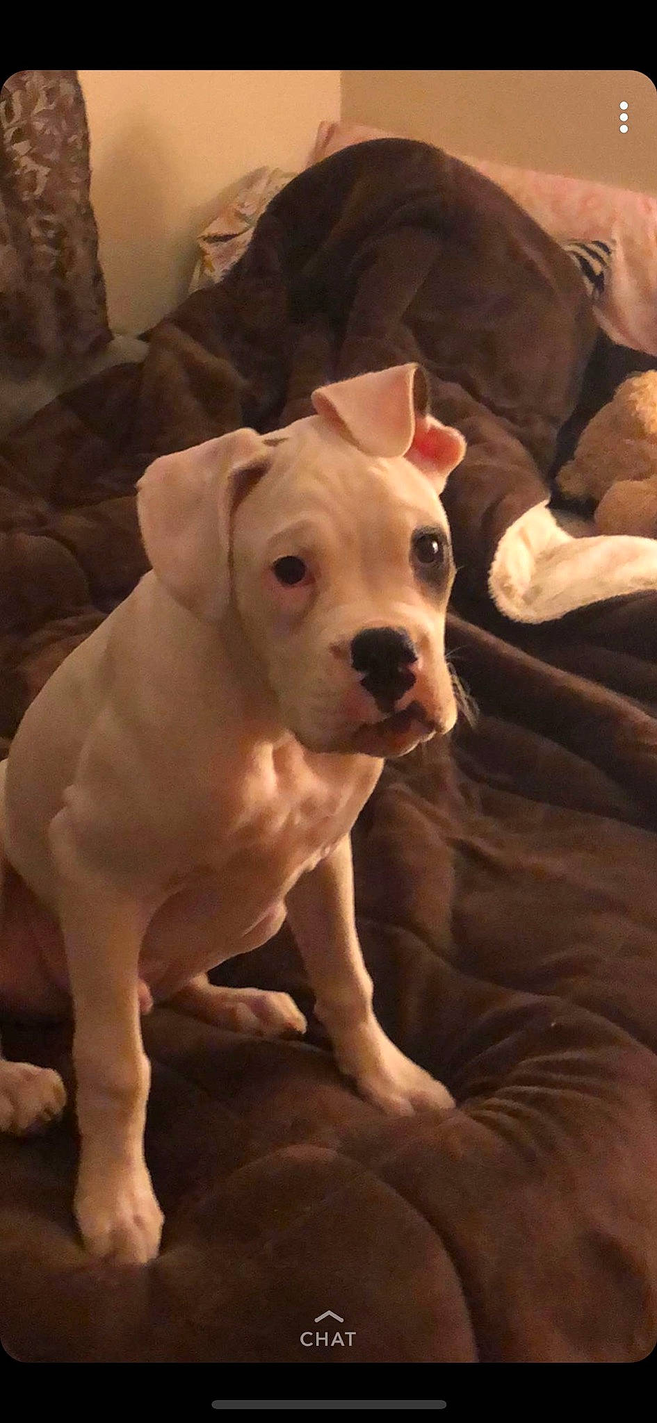 Dobby is registered to the contest to win money with this photo: ancient_dog_breeds, canidae, carnivore, companion_dog, cordoba_fighting_dog, darkness, dog, dog_breed, dogo_guatemalteco, fawn, non_sporting_group, pet_supply, snout, sporting_group, tail, terrestrial_animal, toy_dog, whiskers, working_animal