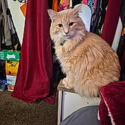 Toby is registered to the contest to win money with this photo: beige, blanket, carpet, cat, closet, clothing, collar, cute, domestic_animal, fluffy, fur, furniture, household, indoor, mirror, pet, relaxed, room, sitting, storage