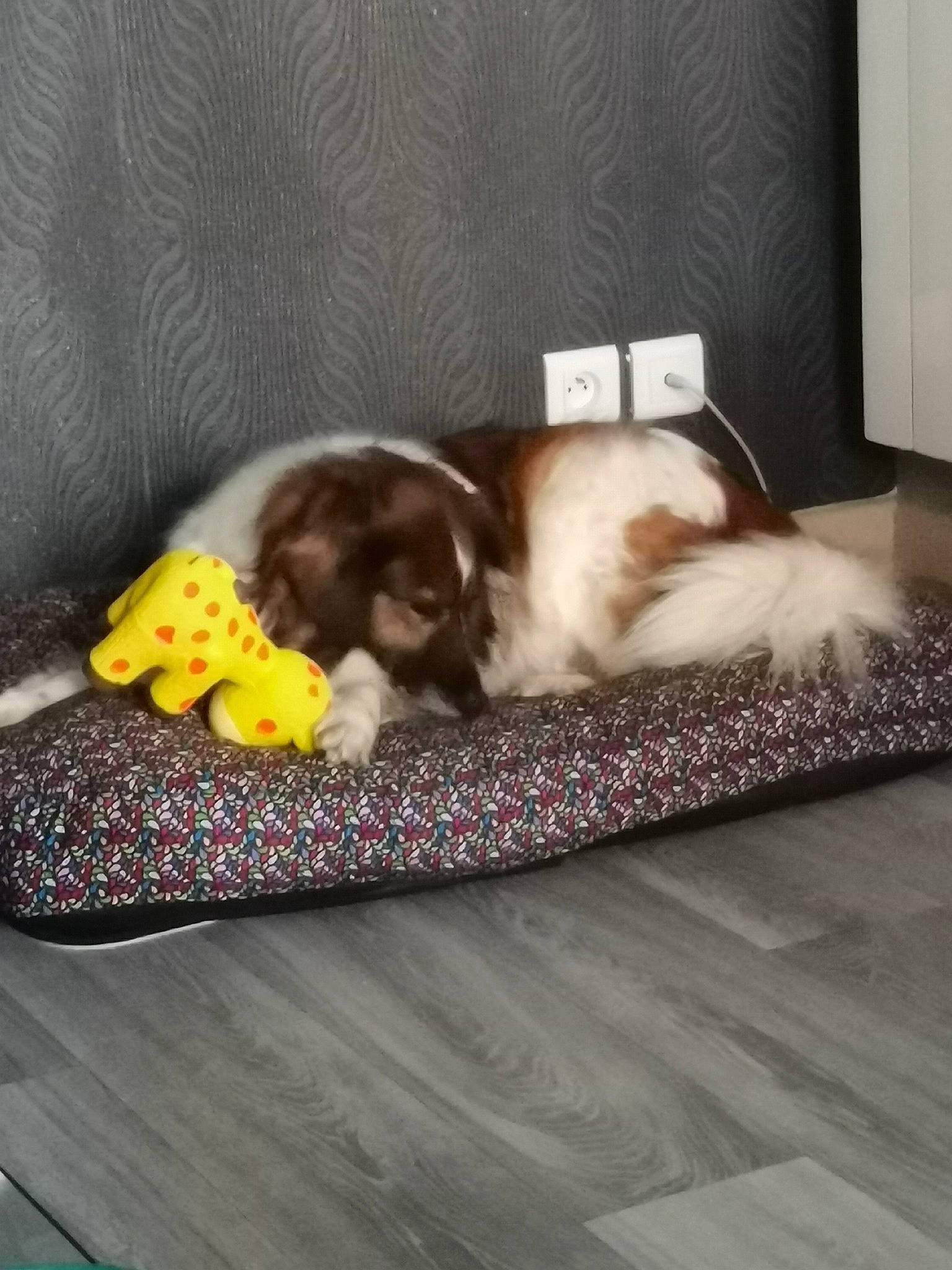 Horka participe au concours pour gagner de l'argent avec cette photo : brown, canidae, carnivore, comfort, companion_dog, dog, dog_breed, fawn, felidae, flooring, fur, hardwood, linens, liver, room, small_to_medium_sized_cats, sporting_group, tail, toy_dog, wood