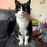 Milo joined the competition — help win amazing prizes! cat, black_and_white, heterochromia, sitting, leather_couch, couch_armrest, indoor, household_items, catnip, water_bottle, lotion, cozy, domestic, feline, pet, whiskers, pink_nose, curious, fur, eyes