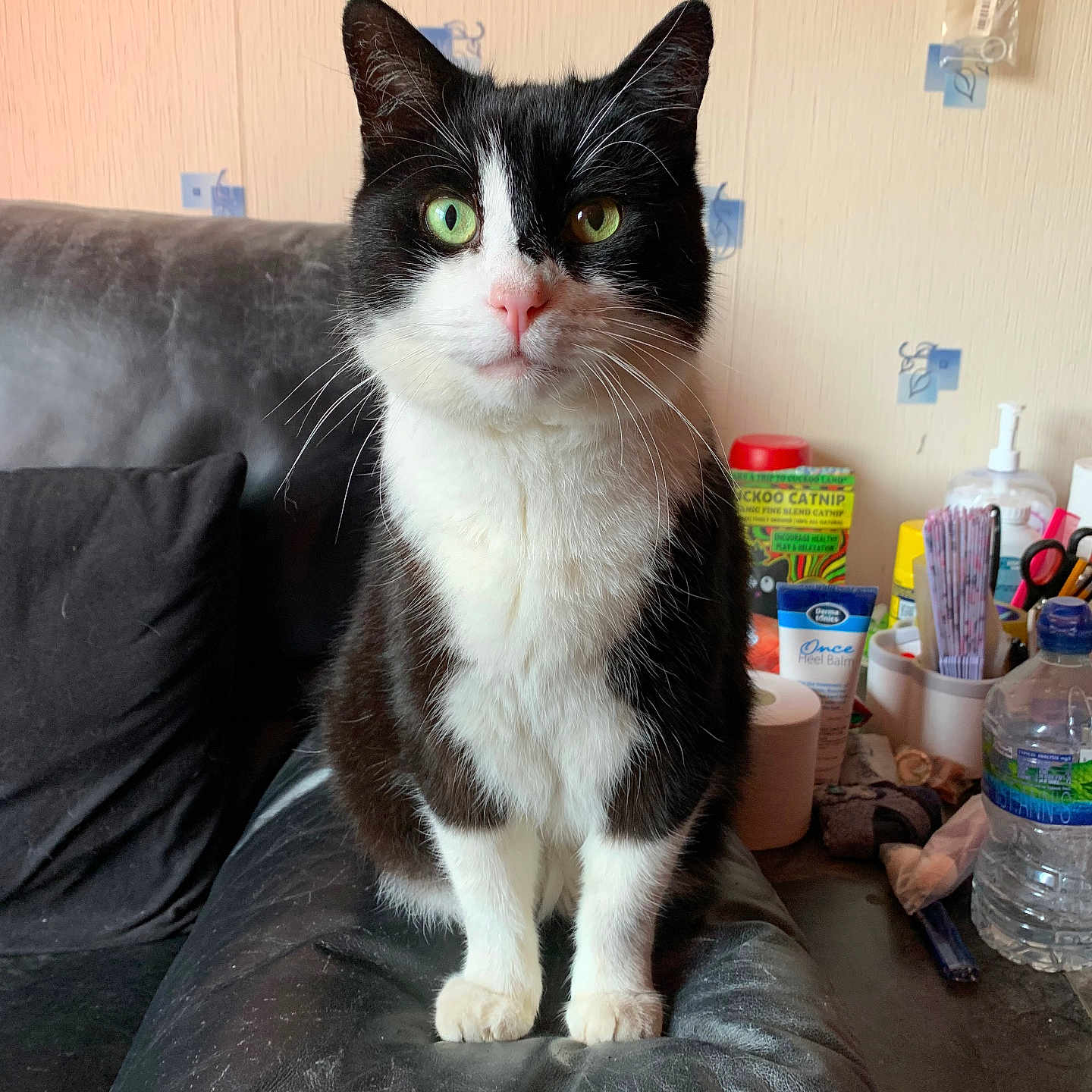 Milo joined the competition — help win amazing prizes! black_and_white, cat, catnip, couch_armrest, cozy, curious, domestic, eyes, feline, fur, heterochromia, household_items, indoor, leather_couch, lotion, pet, pink_nose, sitting, water_bottle, whiskers