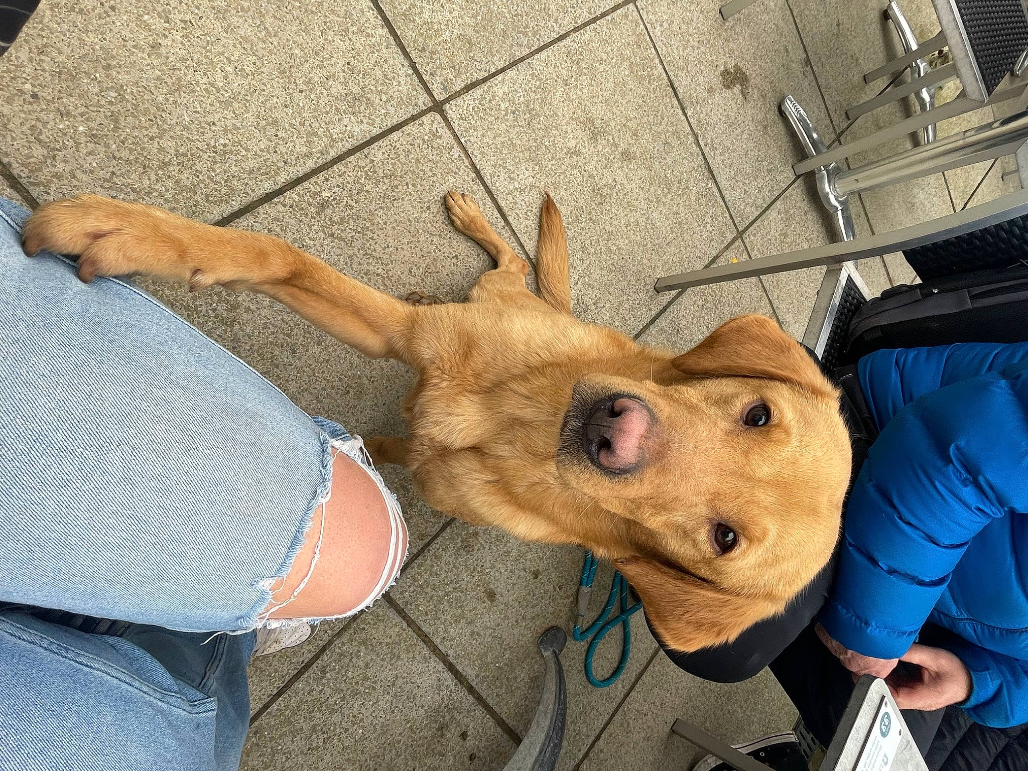 Jagger joined the competition — help win amazing prizes! antler, art, canidae, dog_breed, fawn, fun, fur, gesture, horn, jaw, livestock, personal_protective_equipment, snout, suidae, terrestrial_animal, thumb, wood, working_animal, wrinkle, wrist