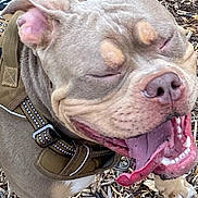 Cyrus is registered to the contest to win money with this photo: animal, brown_fur, canine, close_up, daylight, dog, ears_up, expression, happy, harness, leash, nature, outdoor, pet, playful, smiling, tongue, tongue_out, white_paws, wood_chips