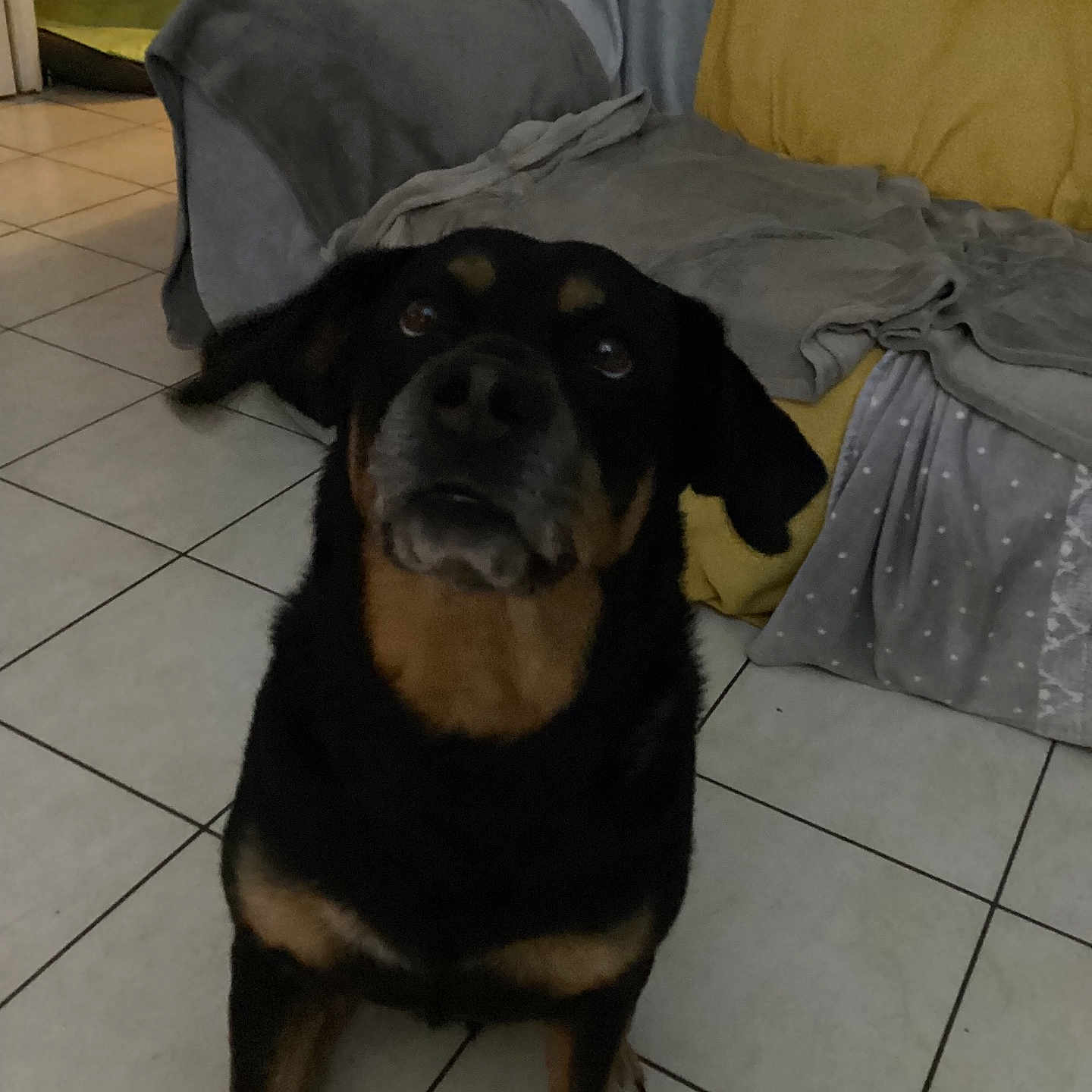 Nazarena participe au concours pour gagner de l'argent avec cette photo : animal, black, blanket, brown, canine, chair, companion, couch, cozy, dog, domestic, floor, furniture, home, indoor, living_room, looking_up, pet, tan, tile