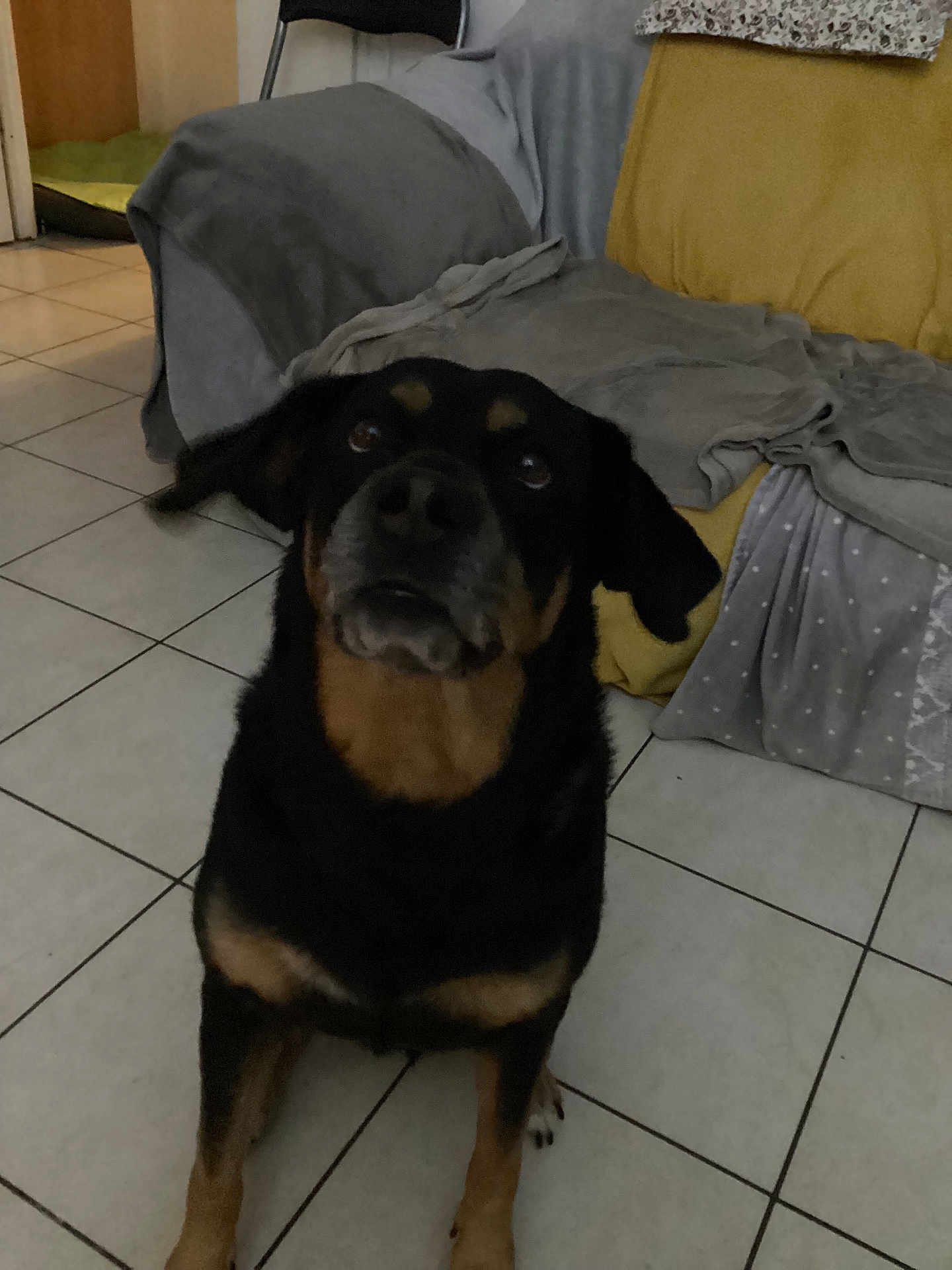 Nazarena participe au concours pour gagner de l'argent avec cette photo : dog, indoor, floor, tile, furniture, blanket, couch, chair, pet, animal, looking_up, brown, black, tan, domestic, living_room, cozy, home, canine, companion