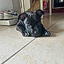 puppy, dog, black_dog, indoor, tile_floor, shoes, sneakers, furniture, curious, lying_down, pet, animal, floor, ears, young_dog, domestic_animal, cute, resting, close_up, house