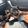 puppy, dog, black_dog, white_chest, tongue_out, happy, pet, inside_car, person, tattoo, arm, smartphone, casual, resting, close_up, paw, human, clothing, seat, window