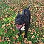 dog, black_dog, white_patch, grass, autumn, fallen_leaves, outdoor, happy, panting, ears_up, pet, animal, nature, playful, canine, smiling, daylight, greenery, seasonal, cute