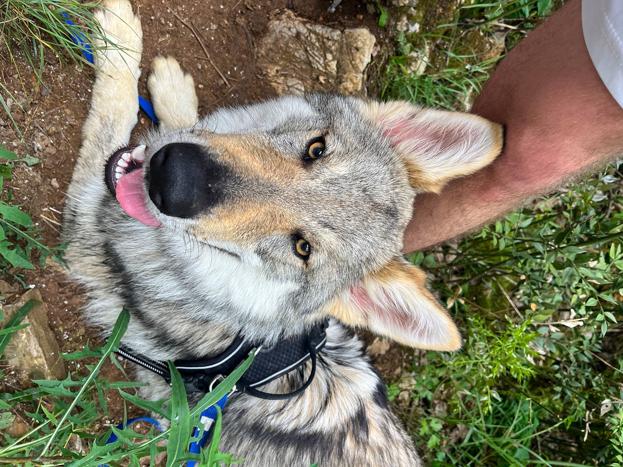 Taikan participe au concours pour gagner de l'argent avec cette photo : canidae, canis, carnivore, collar, companion_dog, dog, dog_breed, fang, fawn, fur, grass, leash, plant, snout, sporting_group, terrestrial_animal, whiskers, wildlife, wolf, working_animal