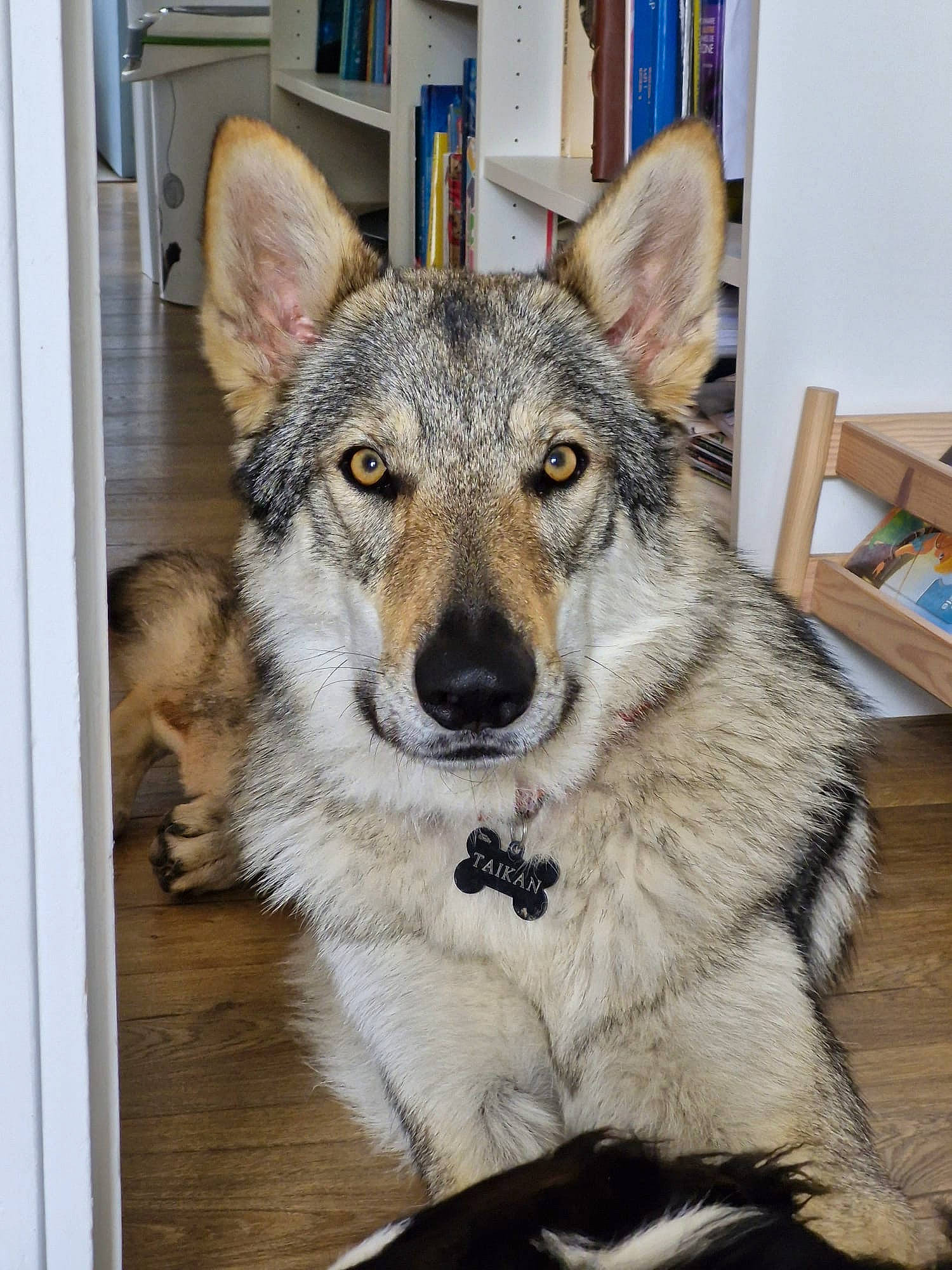 Taikan a rejoint le concours — aidez-le/la à gagner de superbes lots ! bookcase, canidae, canis, carnivore, dog, dog_breed, eye, fur, head, herding_dog, human_body, shelf, snout, sporting_group, terrestrial_animal, whiskers, wildlife, wolf, wood, working_animal