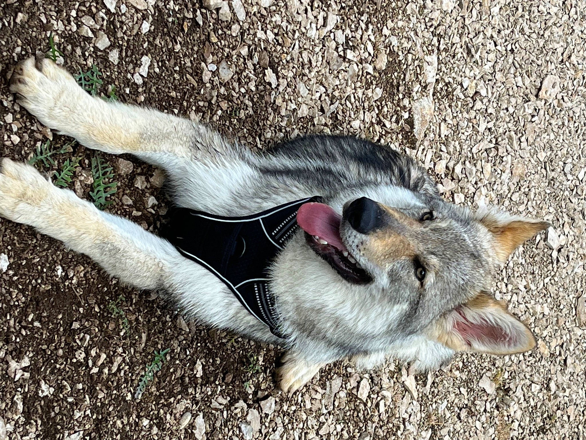 Taikan participe au concours pour gagner de l'argent avec cette photo : canidae, carnivore, claw, dog_breed, fang, fawn, felidae, foot, fur, marsupial, paw, small_to_medium_sized_cats, soil, sporting_group, tail, terrestrial_animal, toe, whiskers, wildlife, yawn