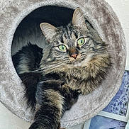 Titou a rejoint le concours — aidez-le/la à gagner de superbes lots ! cat, tabby, green_eyes, fluffy, paw, cat_bed, circular, cozy, indoor, pet, furniture, framed_pictures, curious, relaxed, whiskers, fur, cute, animal, close_up, home