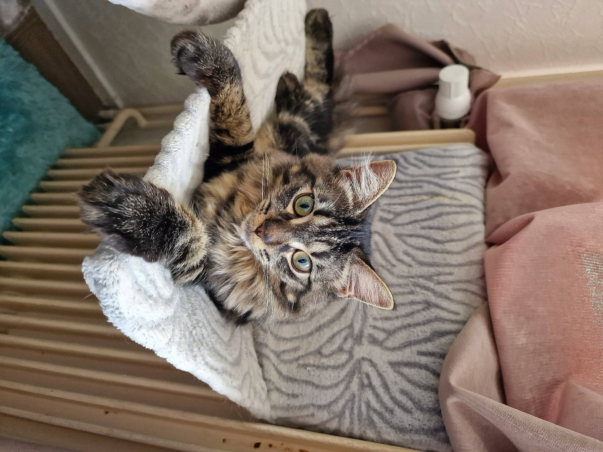 Titou participe au concours pour gagner de l'argent avec cette photo : carnivore, cat, claw, comfort, couch, domestic_short_haired_cat, felidae, fur, grey, mammal, paw, pillow, small_to_medium_sized_cats, tail, whiskers, wood