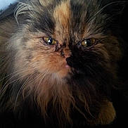 Comète participe au concours pour gagner de l'argent avec cette photo :