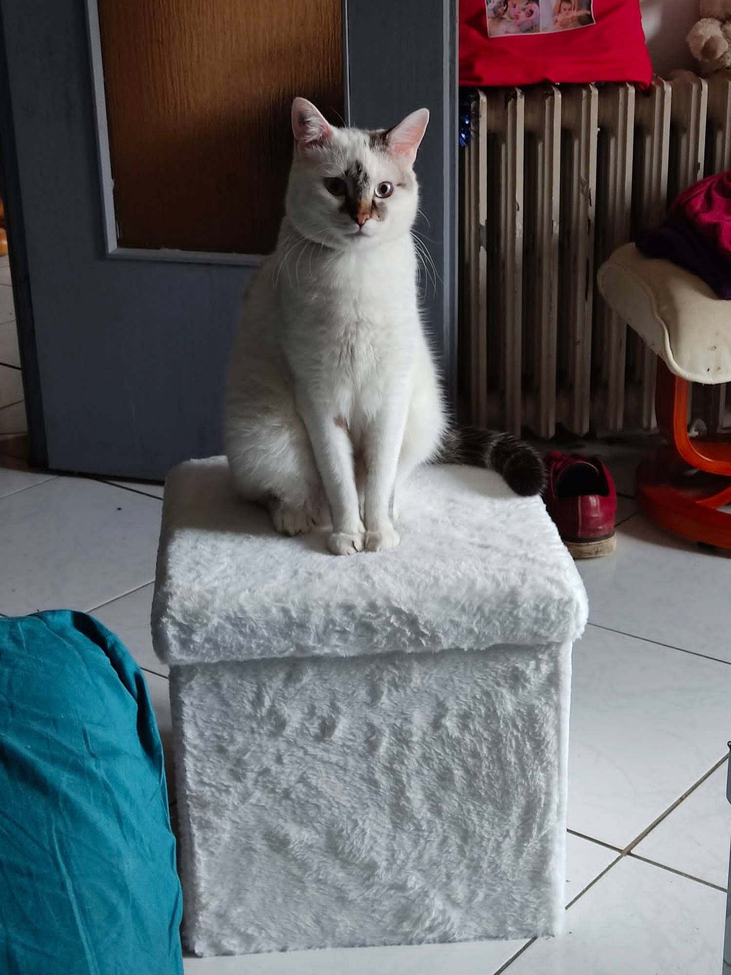 Olaff Et Orphée participe au concours pour gagner de l'argent avec cette photo : carmine, carnivore, cat, cat_supply, comfort, domestic_short_haired_cat, felidae, fur, grey, paw, rectangle, sitting, small_to_medium_sized_cats, tail, whiskers, window