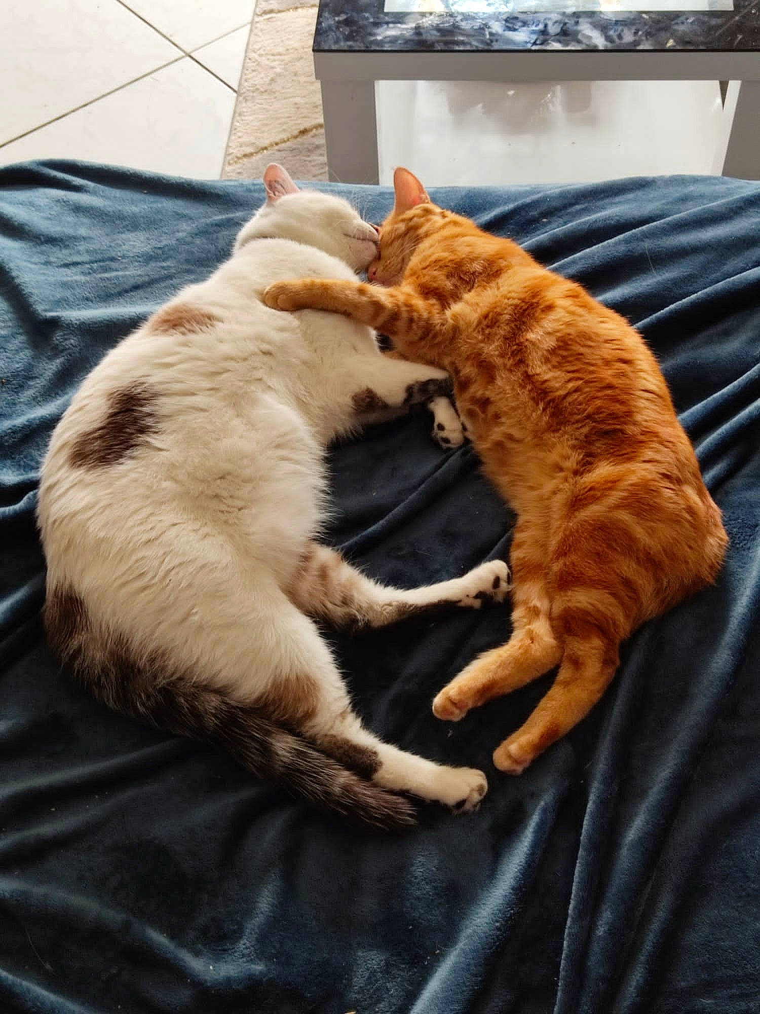 Milha Bichon Maltais Femelle Toy