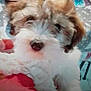 Laska participe au concours pour gagner de l'argent avec cette photo : carnivoran, cavachon, cavapoo, cockapoo, companion_dog, coton_de_tulear, dog, dog_breed, dog_breed_group, dog_like_mammal, havanese, miniature_poodle, morkie, puppy, schnoodle, snout, sporting_lucas_terrier, terrier, vertebrate, wire_hair_fox_terrier