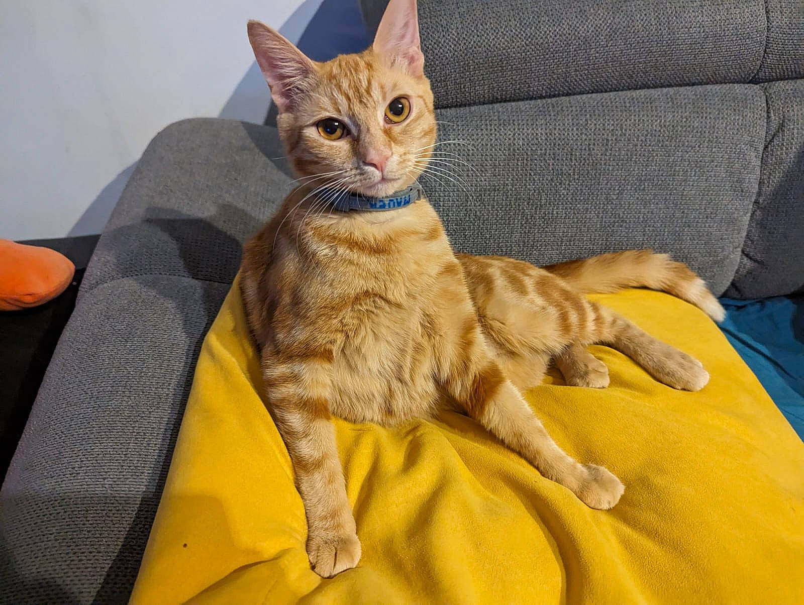 Orphée participe au concours pour gagner de l'argent avec cette photo : carnivore, cat, cat_furniture, cat_supply, claw, comfort, domestic_short_haired_cat, fawn, felidae, fur, linens, paw, sitting, small_to_medium_sized_cats, snout, tail, terrestrial_animal, whiskers