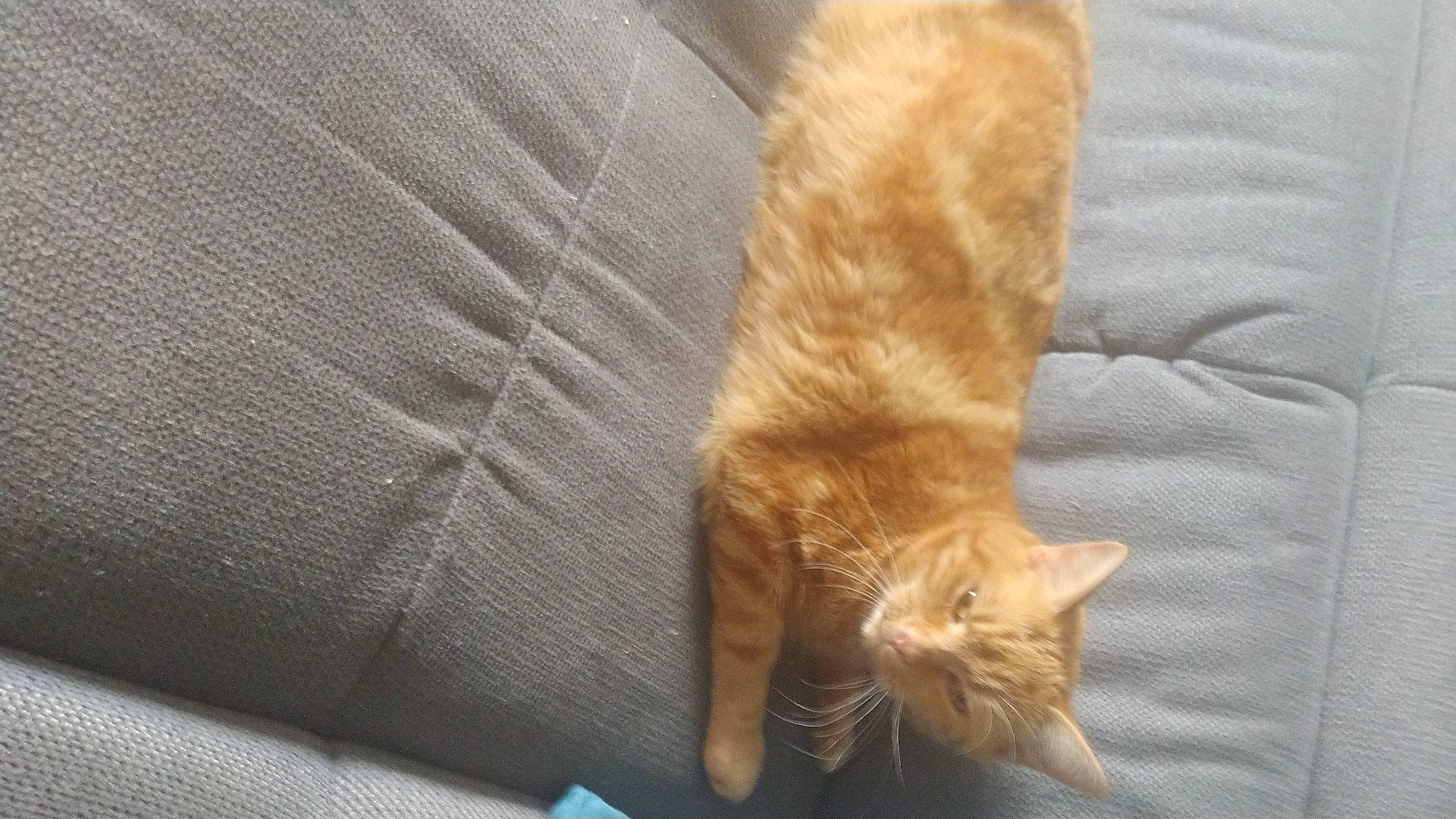 Orphée a rejoint le concours — aidez-le/la à gagner de superbes lots ! brown, carnivore, cat, claw, comfort, domestic_short_haired_cat, fawn, felidae, flooring, fur, hardwood, human_leg, linens, room, small_to_medium_sized_cats, snout, tail, whiskers, wood