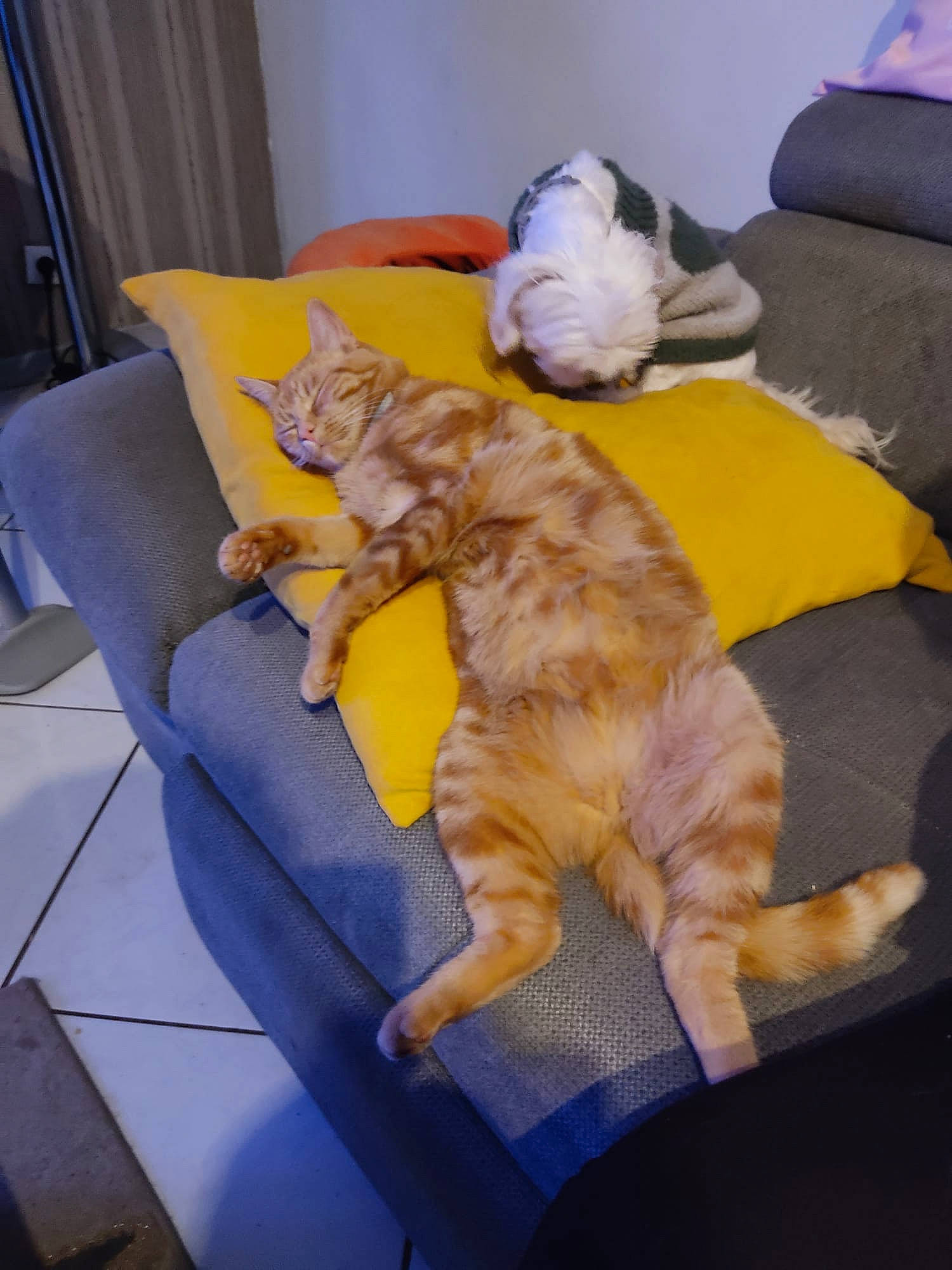 Orphée a rejoint le concours — aidez-le/la à gagner de superbes lots ! canidae, carnivore, cat, claw, comfort, companion_dog, couch, domestic_short_haired_cat, fawn, felidae, fur, furniture, lap, paw, room, sitting, small_to_medium_sized_cats, tail, toy, whiskers