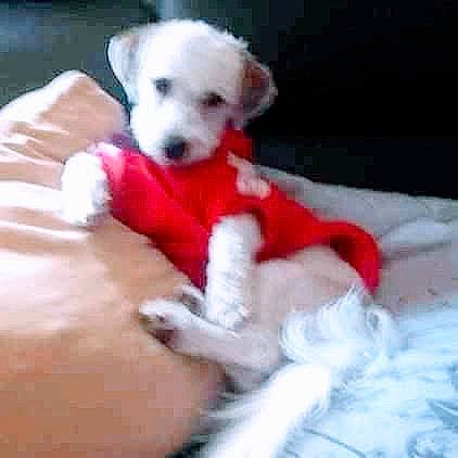 Olaff a rejoint le concours — aidez-le/la à gagner de superbes lots ! canidae, carnivore, companion_dog, dog, dog_breed, dog_supply, fawn, fur, maltepoo, non_sporting_group, pet_supply, puppy, small_terrier, sporting_group, terrier, toy_dog, working_animal