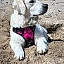 Vanaé participe au concours pour gagner de l'argent avec cette photo : animal, beach, canine, close_up, daylight, dog, fur, golden_retriever, lying_down, muzzle, nature, outdoor, paw_prints, pet, pink_harness, relaxed, sand, snout, sunny, white_dog