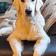 Vanaé participe au concours pour gagner de l'argent avec cette photo : animal, couch, cozy, cute, dog, ears, eyes, face, fluffy, fur, golden_retriever, home, indoor, leather, paws, pet, portrait, puppy, relaxed, white