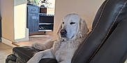 Vanaé participe au concours pour gagner de l'argent avec cette photo : animal, chair, cozy, cute, decor, dog, floor, furniture, golden_retriever, home, indoor, leather, living_room, motorcycle, painting, pet, relaxed, resting, sleepy, sunlight