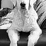 Vanaé a rejoint le concours — aidez-le/la à gagner de superbes lots ! animal, black_and_white, canine, companion, couch, cozy, dog, domestic_animal, ears, fur, furniture, golden_retriever, indoor, living_room, looking_at_camera, paw, pet, portrait, relaxed, snout