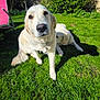 animal, backyard, canine, chair, daylight, dog, fur, garden, golden_retriever, grass, greenery, nature, outdoor, pet, playful, relaxing, shadows, stone_wall, summer, sunlight