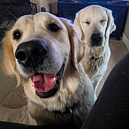 Vénus a rejoint le concours — aidez-le/la à gagner de superbes lots ! animal, canine, close_up, collar, companion, cute, dog, domestic_animal, floor, friendship, fur, golden_retriever, happy, indoor, mammal, pet, relaxed, smiling, tongue_out, two_dogs