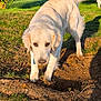 Vénus a rejoint le concours — aidez-le/la à gagner de superbes lots ! animal, canine, curious, daylight, digging, dog, fence, fur, garden, grass, mammal, nature, outdoor, pet, playful, shadow, sunlight, tree, white_dog, yard