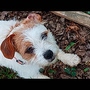 Lulu is registered to the contest to win money with this photo: accessories, animal, ball, canine, cockerspaniel, dog, football, hound, papillon, pet, plant, poodle, puppy, soccer, soccerball, soil, sport, strap, terrier, whitedog