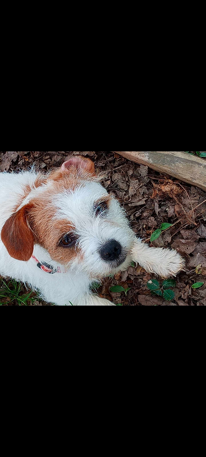 Lulu